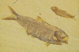 Plate With Two Fossil Fish (Knightia) - Wyoming #373823-1